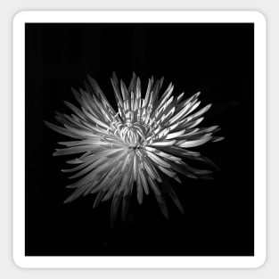 Spring Chrysanthemum Sticker